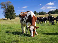 The South Urals livestock farming is capable of providing the consumers with ecologically pure products