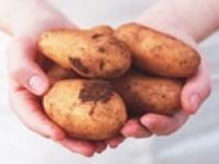 The Perm Krai Authorities Will Spend 585 Million Roubles on Potato Production