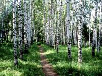 IKEA has said goodbye to Siberian birch