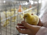 The Sverdlovsk region prepares to privatize poultry farms