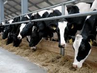 Tyumen Oblast Will Spend 450 Million Roubles on Purchasing Dairy Cattle from Europe