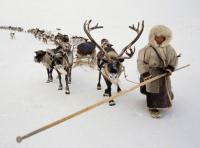 Yamal Reindeer is in Growing Demand in Europe