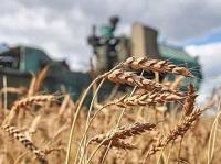 State Set Grain Prices Supported by Kurgan Oblast Agrarians 