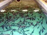 Ugra Fish Hatchery Will Fill Siberian Rivers with Muksun and Sturgeon