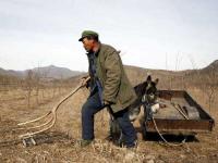 Governor Misharin has left farmers in the Sverdlovsk region high and dry