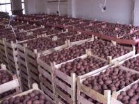 Turkey Interested in Perm Krai Potato Crop