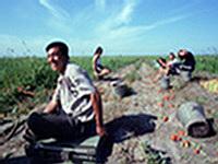 The Chinese Will Plant Cucumbers and Tomatoes in Chelyabinsk Oblast Fields