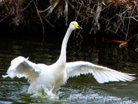 The cry of the dying swans has been heard at the Novotroitsk plant