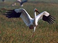 An honor guard for the sacred Siberian crane