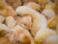 Russian Poultry Factories to be Modernised after the German Fashion