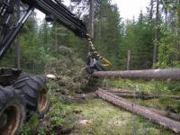 The Scandinavians Will Help the Sverdlovsk Oblast Forestry