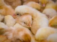 Urals Chicks Going to Poultry Farms in China