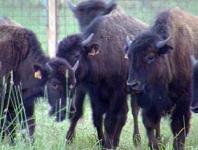 The Yakut Buffalo can move to Yamal 