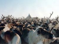 Yamal Deer Meat Taking European Market