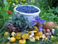 Italian Retailers Will Buy Siberian Forest Berries