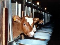 Russian Dairy Ideology Needs Investment Starter