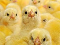 Sverdlovsk poultry industry – a win or a loss in the elimination game?