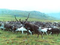 Starvation Threat to Yamal Deer Population