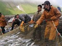 The Tyumen Region Is Going to Make Money on Sturgeons