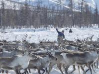 Yamal Venison Will Be Preserved According to European Standards
