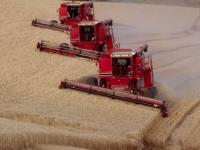 Ruin of Harvest in Russia Will Shake World Markets