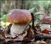 Hamper to Pick Mushrooms and Berries in Siberian Taiga