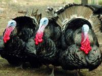 Israel was offered to raise turkeys in Russia