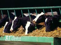 DeLaval Plans to Open Plant in Tyumen Oblast