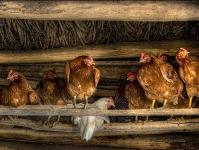 Iranian Businessmen Plan to Build a Poultry Factory in the Chelyabinsk Oblast