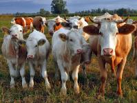 Government purchases can save Russian dairy farms