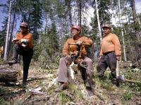 Russian Forestry Industry Is Rotting