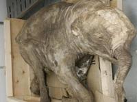 Lyuba the Baby Mammoth Will Come Back Home in November