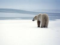 Permafrost retreats to the North Pole