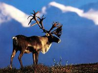 "Reindeer-skin tent" tourism on the far side of the world