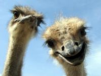 Urals Ostriches For Sale