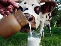 Land of milk in Sverdlovsk Region