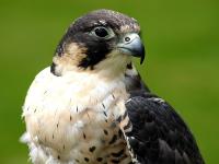 British Supervision for Russian Peregrines