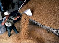 Elevators in the Urals overflowing with unmarketable grain