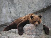 Perm Authorities Brought Zoo to Milan